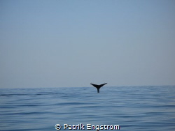 Sperm whale Muscat Oman by Patrik Engstrom 